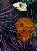 Orange Anemone 1593 copy